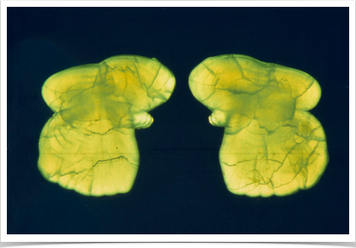Species-specific sagittal otolith of  Antarctic Icefish (Cryodraco antarcticus).